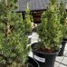 Smrek biely (Picea glauca) ´CONICA´ – výška 40-60 cm, kont. C7,5L